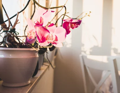 Miniatura: Wrzuć do storczyka zamiast do drinka. Te...