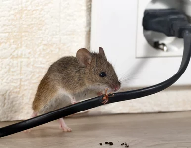 Miniatura: Masz myszy w domu? Użyj tej przyprawy, a...