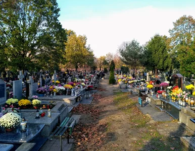 Miniatura: Na Wszystkich Świętych słońce i wiosenne...