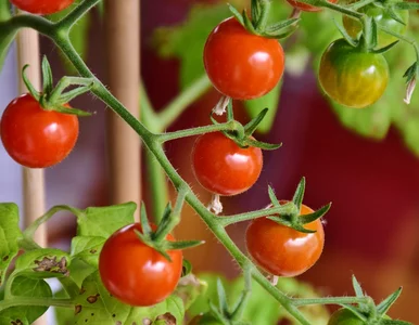 Miniatura: Wystarczy 1 łyżka i po mszycach. Przepis,...