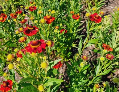 Miniatura: Moje ostatnie odkrycie – ten kwiat...