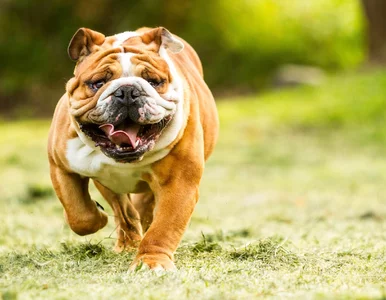 Miniatura: Psia krew a proces starzenia się u ludzi....