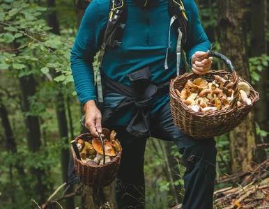 Miniatura: Polacy koszą grzyby aż miło. W tych...