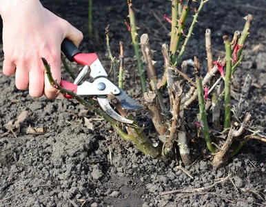 Miniatura: Sekator w ruch! Przytnij róże w tym...