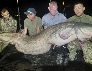 Miniatura: Tę rybę do zdjęcia trzymało czterech...