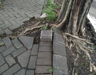 Miniatura: Sąsiad zachwycał się szybkim wzrostem. Po...