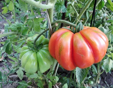 Miniatura: Zostaje po śniadaniu, a ratuje pomidory w...