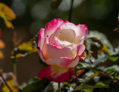 Miniatura: Róże już przekwitły? Zrób to jak...