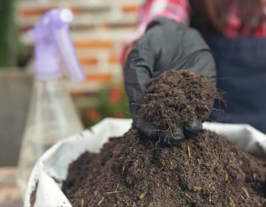 Miniatura: Jesienne resztki w ogrodzie? Zrób z nich...