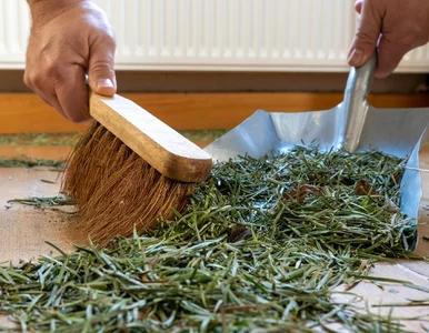 Miniatura: Choinka sypie się po tygodniu? Te proste...