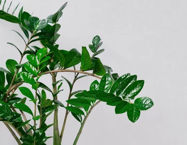 Miniatura: Zaparz, wystudź i podlej zamiokulkasa, a...