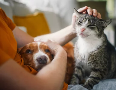 Miniatura: 700 plus na psa i kota. Zobacz, czy możesz...