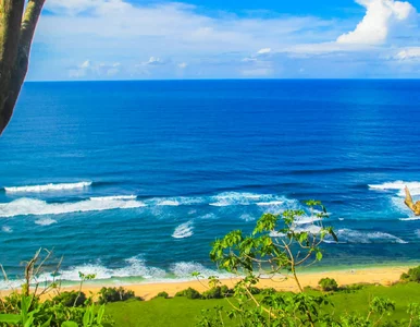 Miniatura: Przywieźli tropikalną chorobę do Polski....