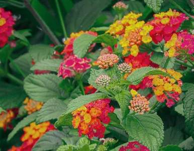Miniatura: Zapomnij o pelargoniach. Ten kwiat kwitnie...