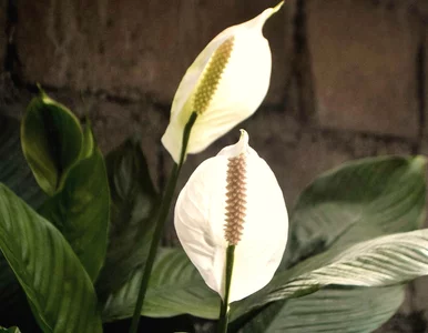 Miniatura: Wsyp 1 łyżkę do litra wody – liść za...