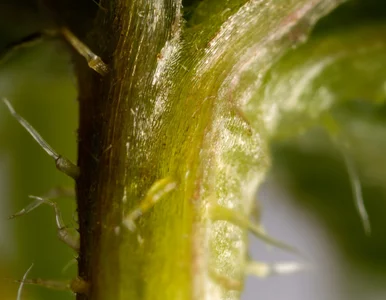 Miniatura: Większość osób źle stosuje pokrzywę. Liść...