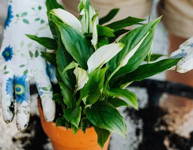 Miniatura: Dwa skrzydłokwiaty są lepsze niż jeden....