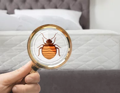 Miniatura: Posyp, odczekaj, odkurz. Ten babciny...