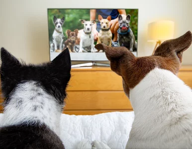 Miniatura: Psy „interesują się” telewizją. Oto co...