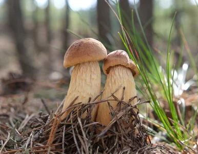 Miniatura: Amerykański grzyb w Polsce. Podzielił...