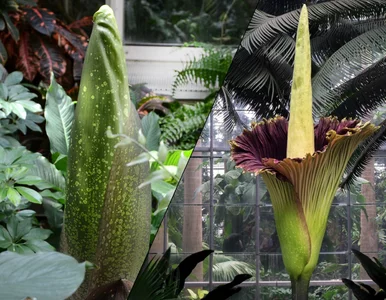 Miniatura: Kwiat, który pachnie śmiercią. Rzadkie...