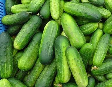 Miniatura: Nowa odmiana ogórka od polskich naukowców....