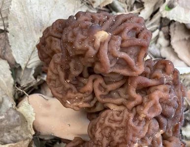 Miniatura: To jeden z najbezpieczniejszych grzybów w...