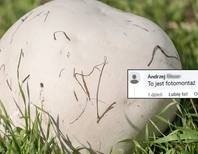 Miniatura: Polski rekordzista? Czasznica olbrzymia...