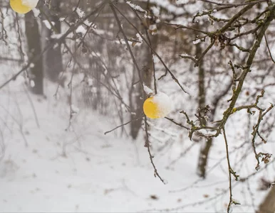 Miniatura: Wetrzyj w pień już teraz. Mszyce nie zdążą...