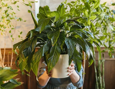 Miniatura: Liście więdną w kilka godzin? Tak podlewaj...