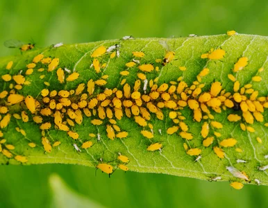 Miniatura: Mszyce nie znoszą tego napoju. Domowy...