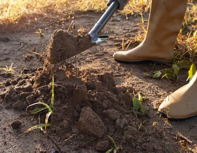 Miniatura: Nie czekaj do wiosny. Gleba przygotowana...