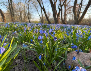 Miniatura: Posadź raz, a co roku będziesz mieć...