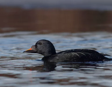 Miniatura: Spotkanie takiego ptaka w Polsce to cud....