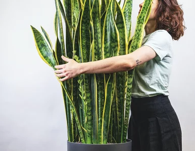 Miniatura: Nie rób tego zimą z sansewierią! To...