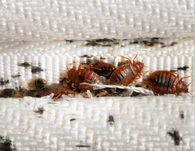 Miniatura: Plaga pluskiew w Poznaniu. Mieszkańcy w...