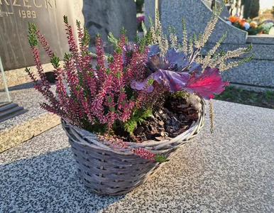 Miniatura: Czyszczenie nagrobków przed Wszystkimi...