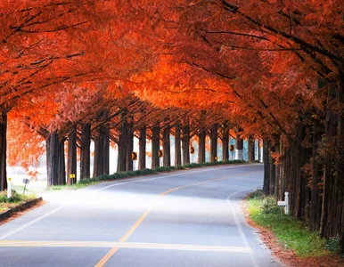 Miniatura: W tym kraju jesień jest najpiękniejsza....