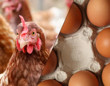 Miniatura: Drożyzna, grypa i Bruksela. Co dalej z...