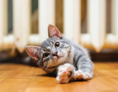 Miniatura: Kot przeciąga się na twój widok? Oto, co...