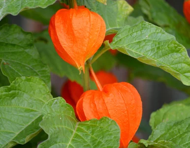 Miniatura: Nie sadź tej rośliny bez rękawic! Jesienią...