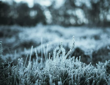 Miniatura: „Wystrzał” gorąca, a potem przymrozki....