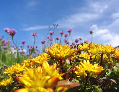 Miniatura: Kolorowe i niezniszczalne. Te kwiaty...