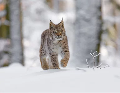 Miniatura: Zastrzelili samicę rysia. Przełom w...