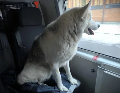 Miniatura: Nietypowy podróżnik w pociągu. Konieczna...