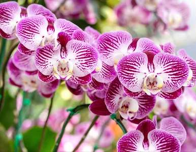 Miniatura: Zamiast do drinka, wrzuć do doniczki....