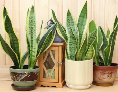 Miniatura: Sansewieria nie rośnie? Ten naturalny...