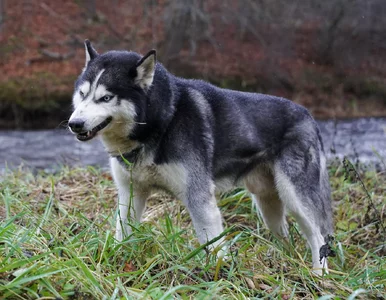Miniatura: Husky ugryzł sześciolatka w twarz. Dziecko...