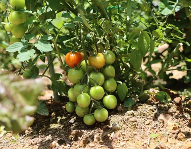 Miniatura: Wkrusz do wiadra. Ten oprysk uratuje...