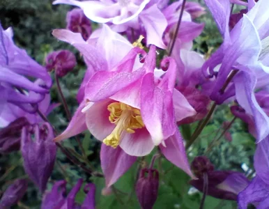 Miniatura: To śliczne kwiaty, ale ślimaki ich...